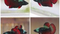 harga ikan cupang black vampire